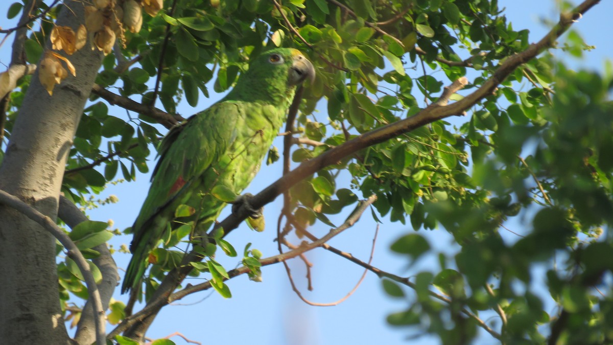 Yellow-crowned Parrot - ML138263181