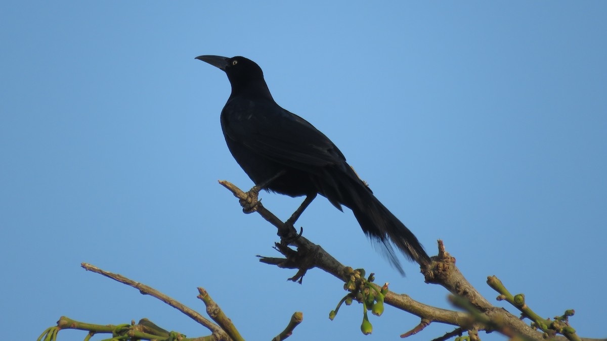 Great-tailed Grackle - ML138263871