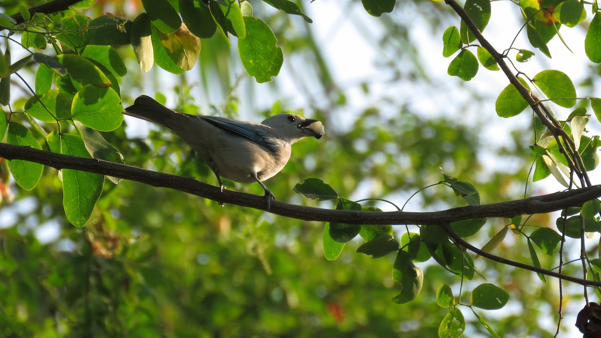 Blue-gray Tanager - ML138263951