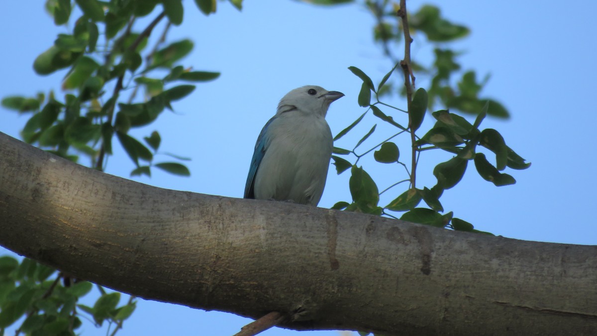 Blue-gray Tanager - ML138263961