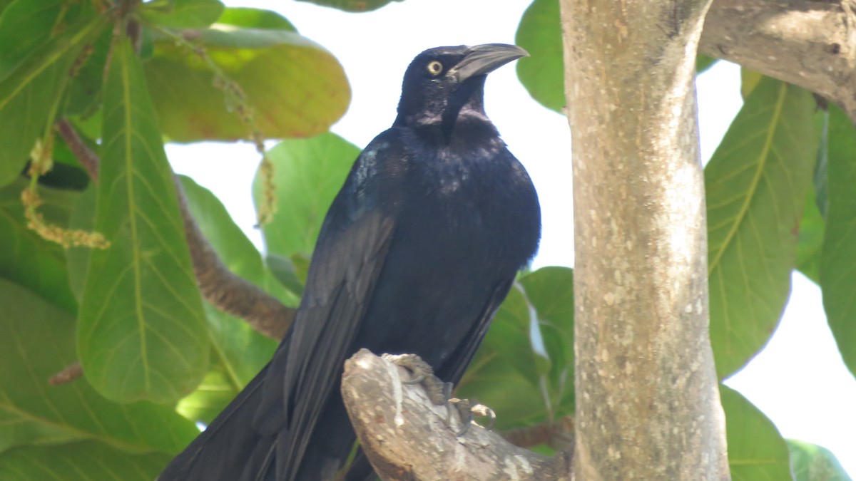 Great-tailed Grackle - ML138263971