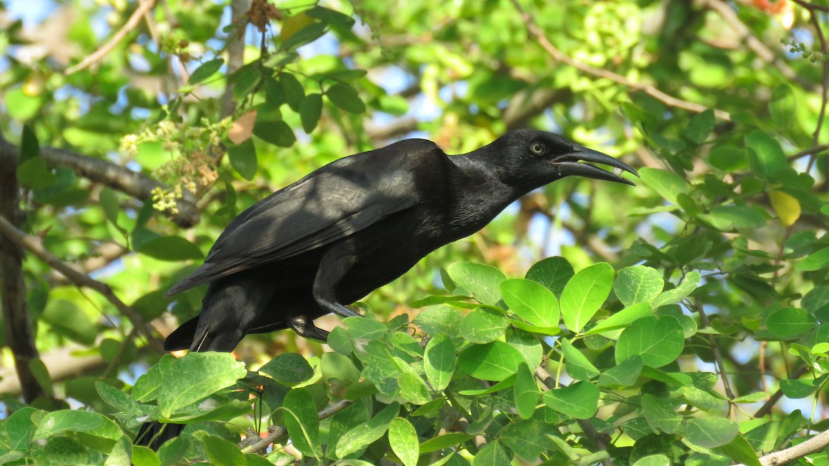 Great-tailed Grackle - ML138263981