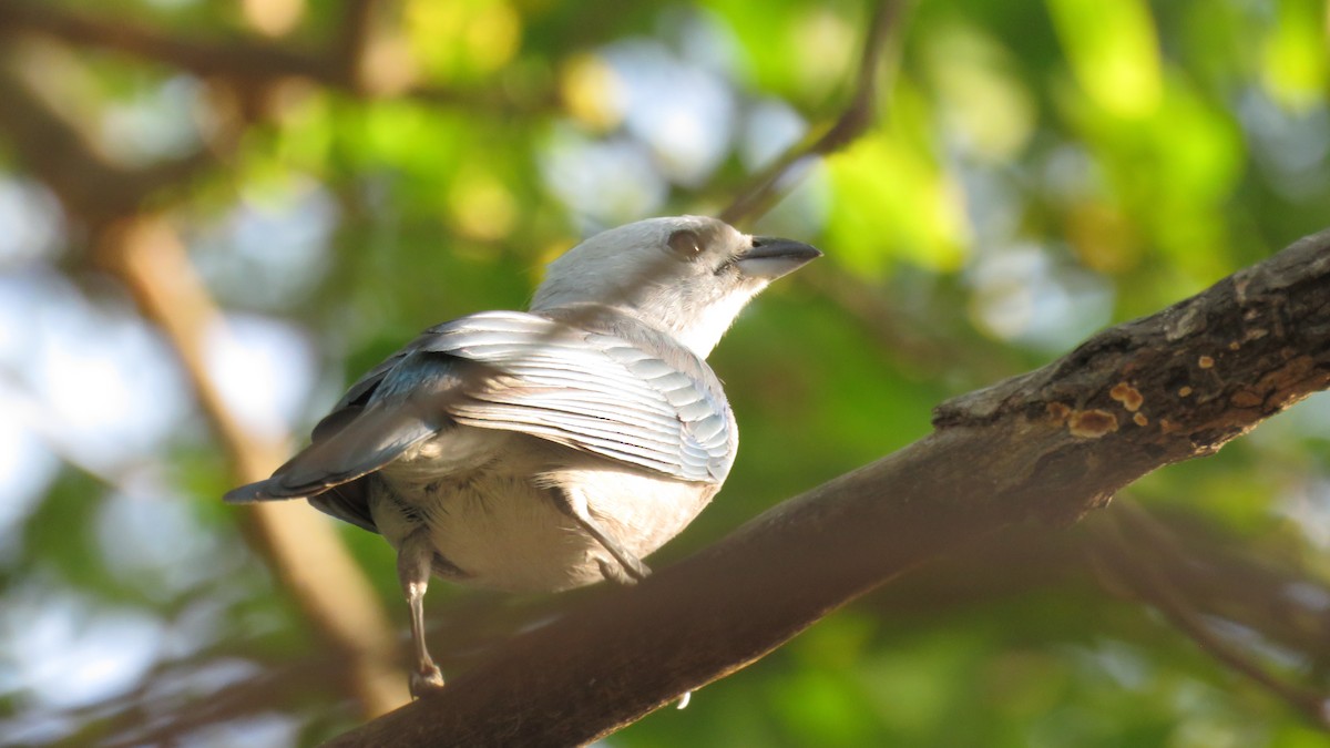 Blue-gray Tanager - ML138263991