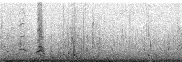 Küt Kuyruklu Korsanmartı - ML138265811