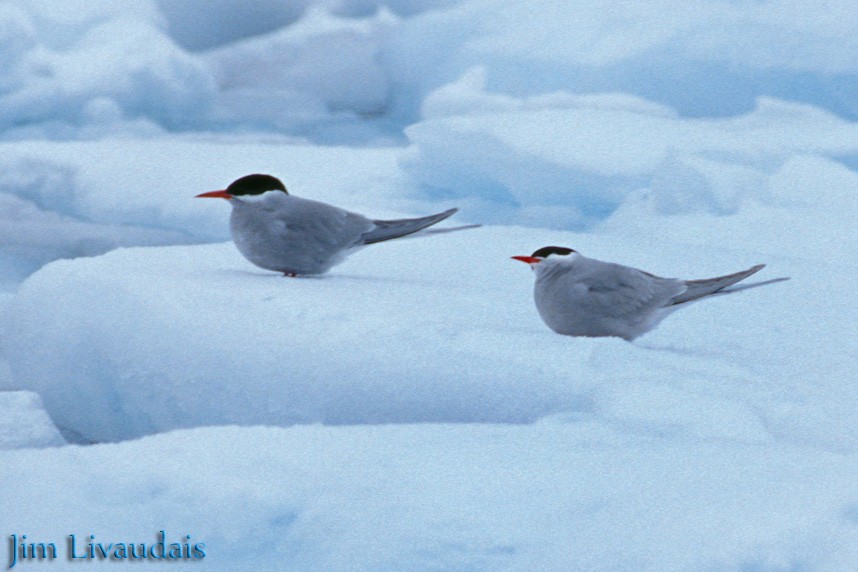 Antarctic Tern - James Livaudais