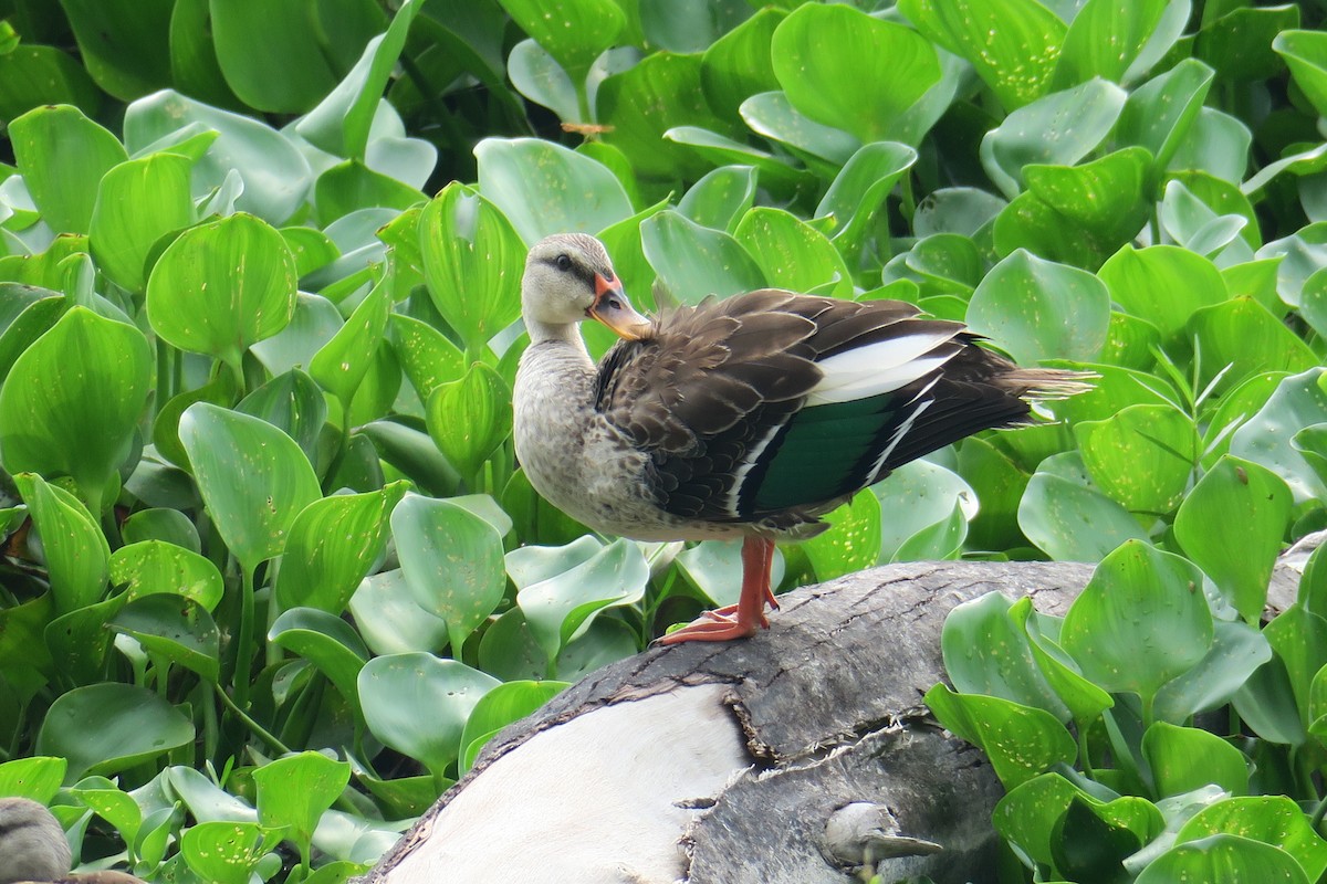 Indian Spot-billed Duck - Rishi Palit
