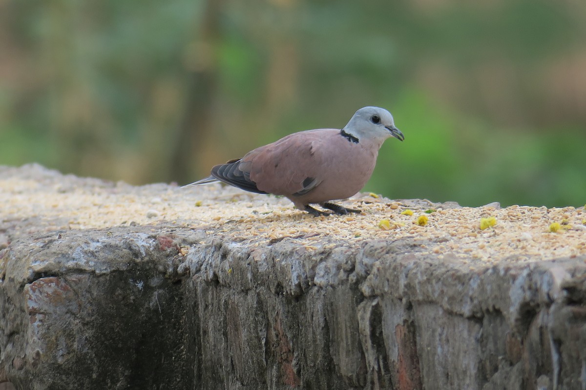 Red Collared-Dove - ML138271641