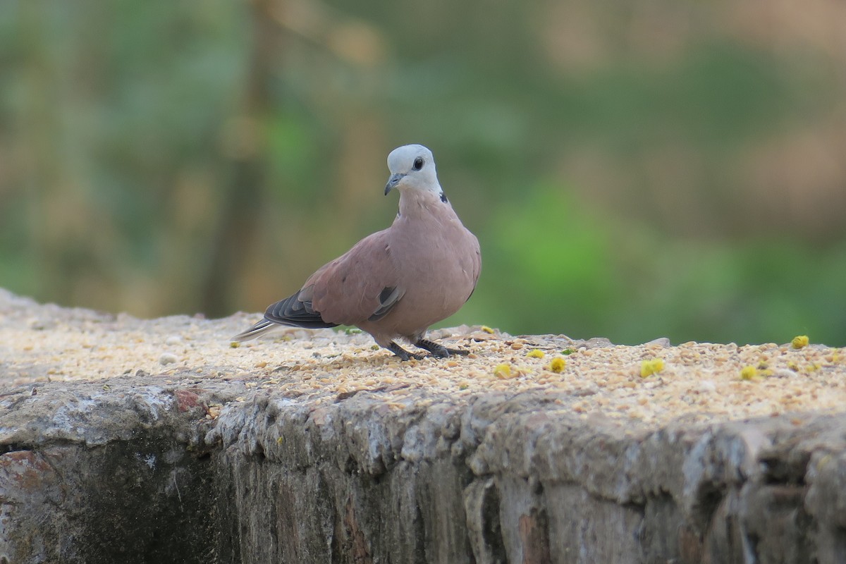 Red Collared-Dove - Rishi Palit
