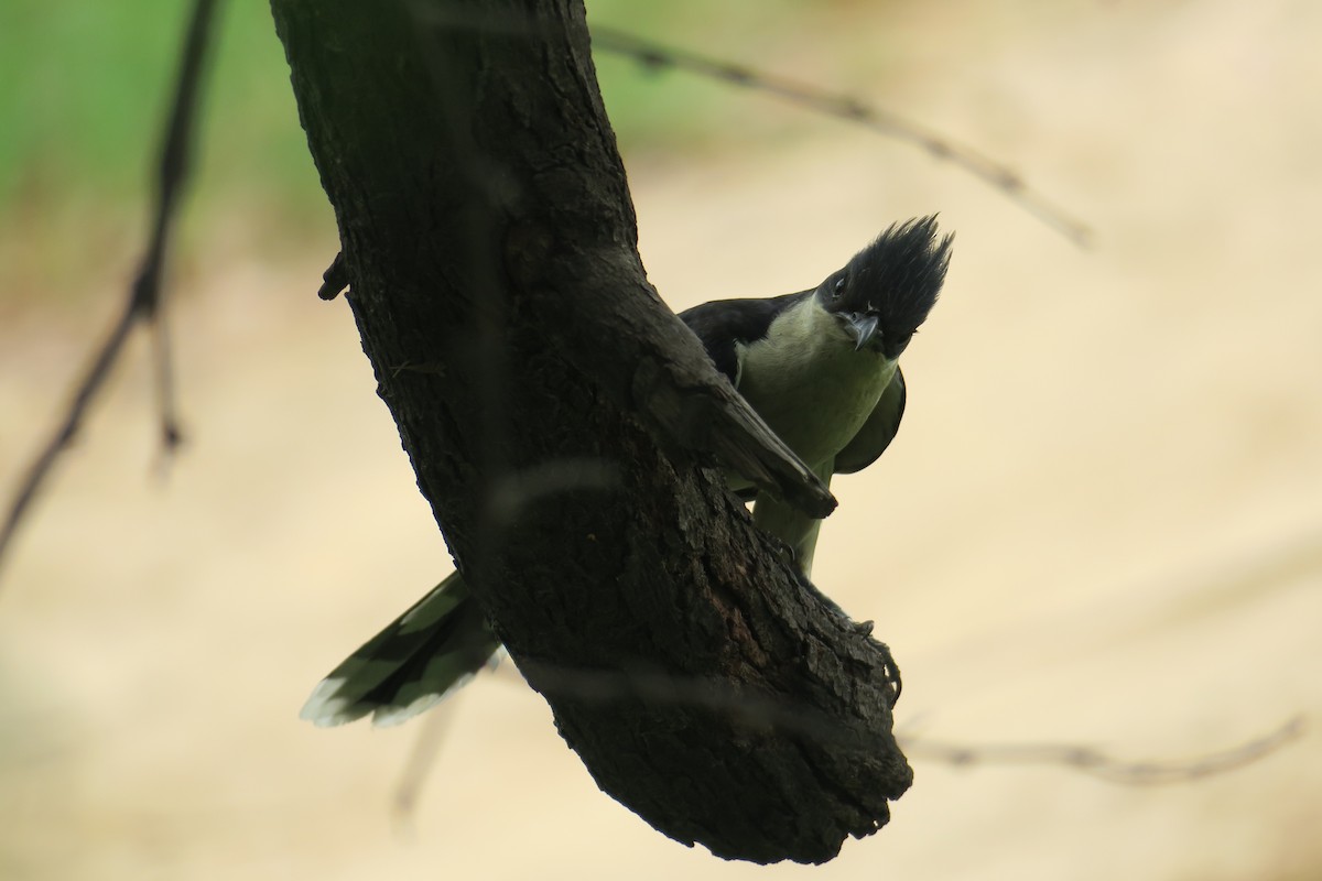 Pied Cuckoo - Rishi Palit