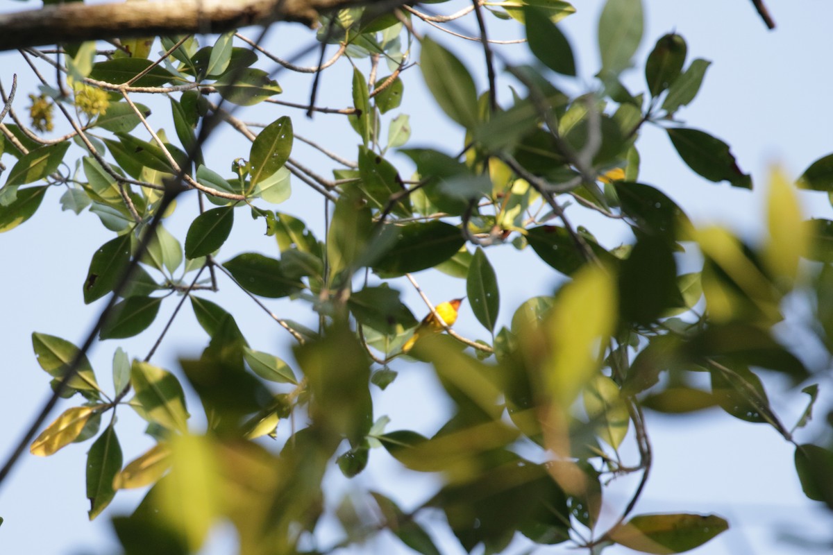 Yellow Warbler (Mangrove) - Cameron Eckert