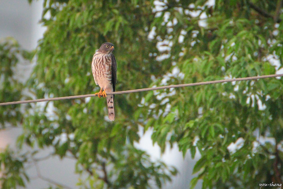 Chinese Sparrowhawk - ML138274551