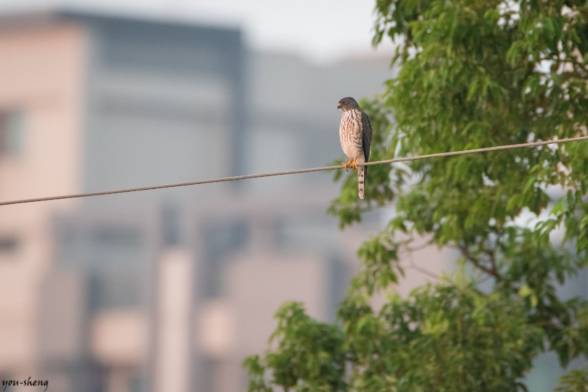 Chinese Sparrowhawk - ML138274571