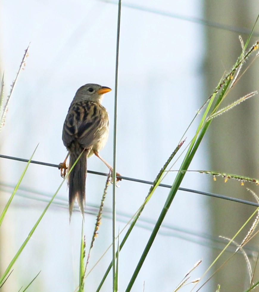 Wedge-tailed Grass-Finch - Logan Lalonde
