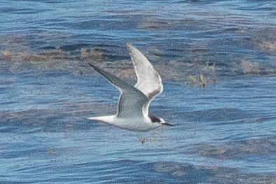 Common Tern - ML138277631