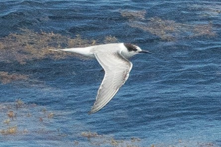 Common Tern - ML138277651