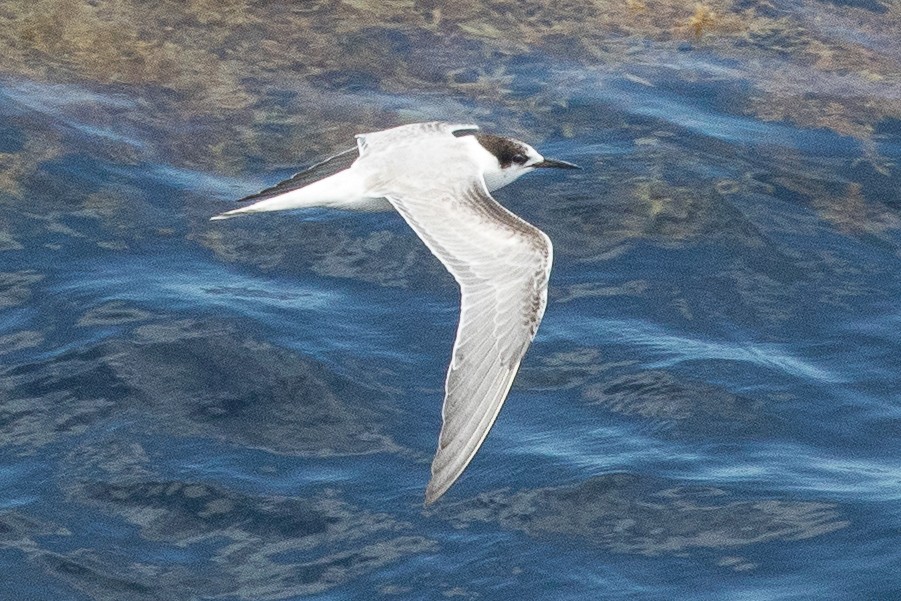 Common Tern - ML138277771