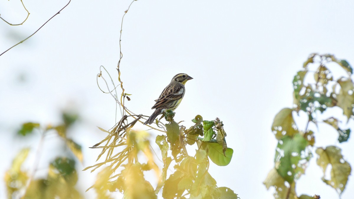 Yellow-breasted Bunting - ML138279011