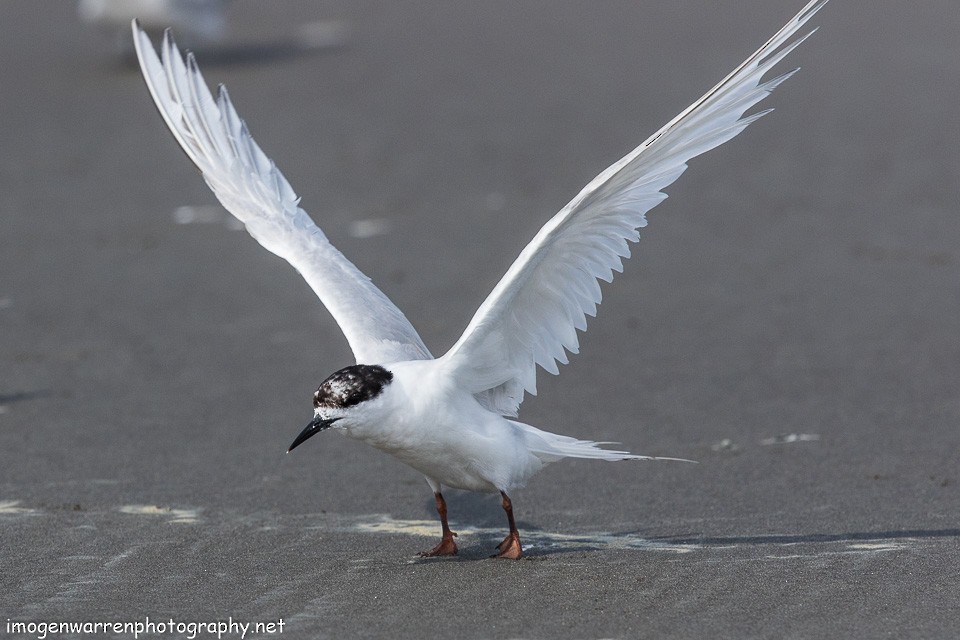 White-fronted Tern - ML138280641