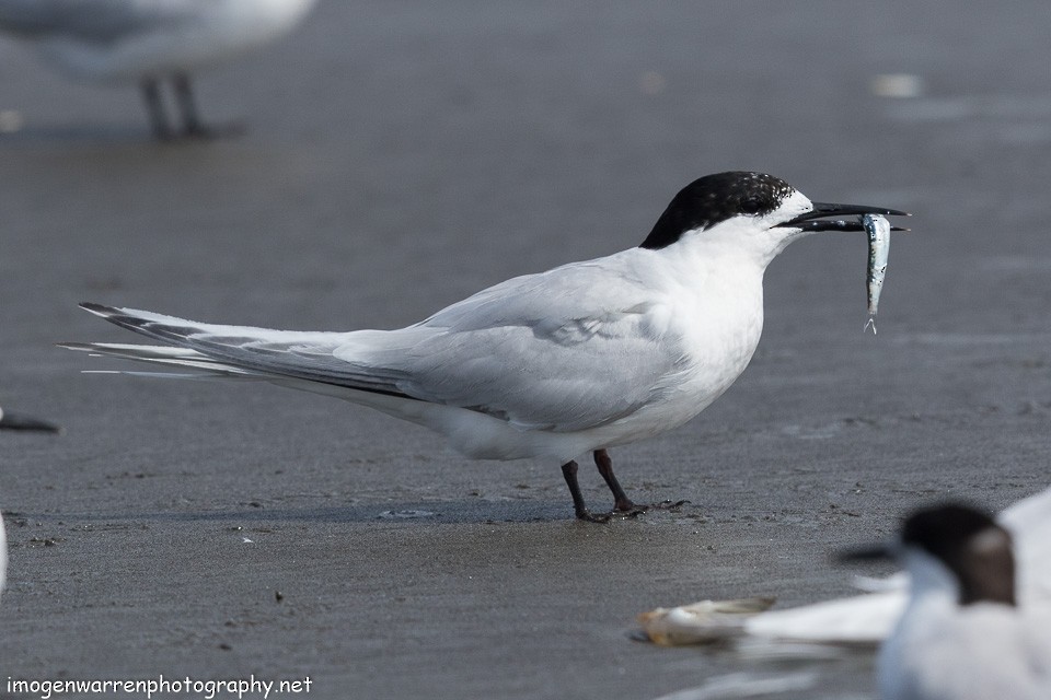 White-fronted Tern - ML138280901