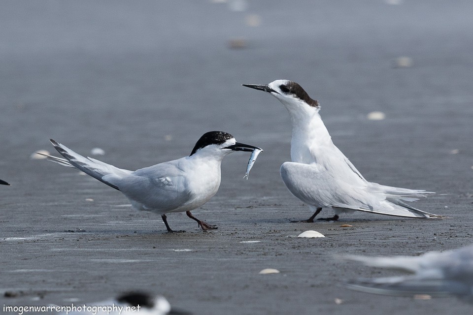 White-fronted Tern - ML138280991