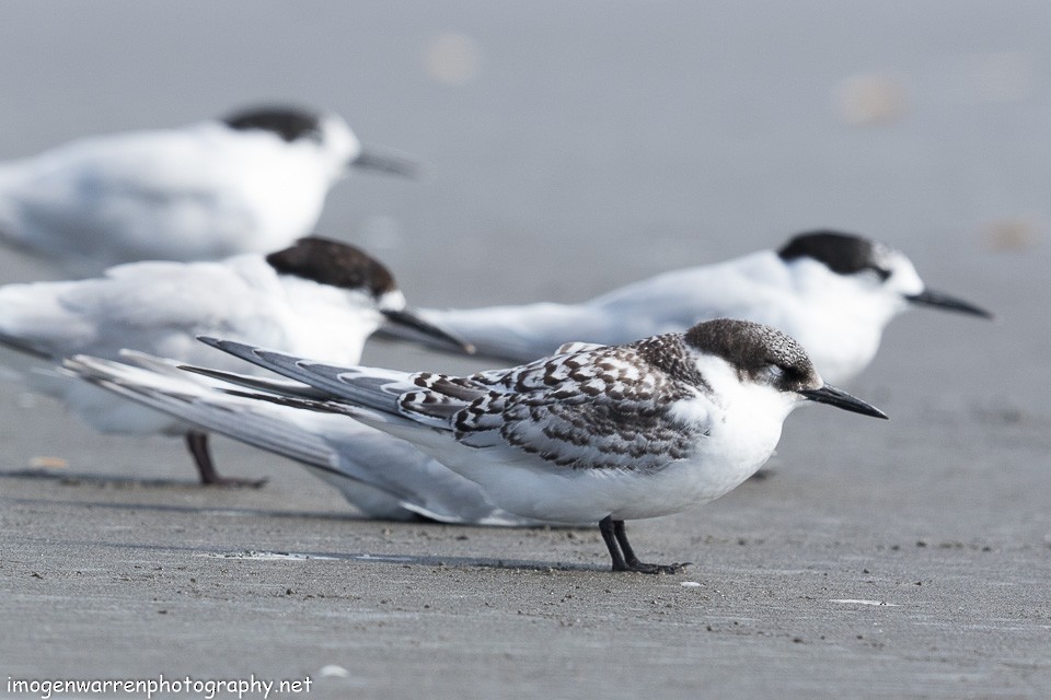 White-fronted Tern - ML138281001