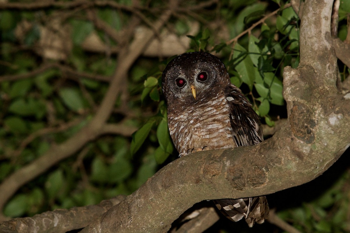African Wood-Owl - ML138281771