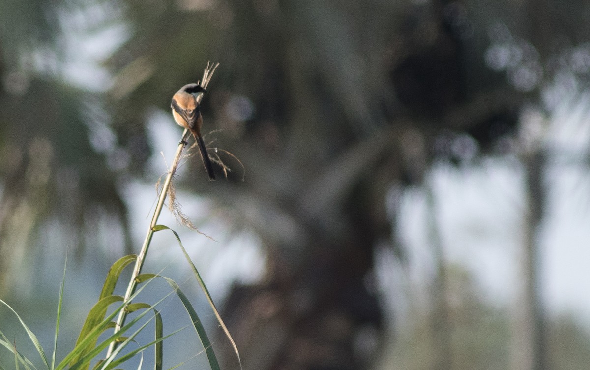Long-tailed Shrike - Joachim Bertrands