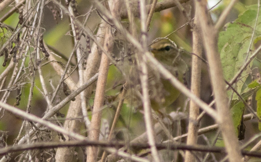 Yellow-streaked Warbler - ML138283771