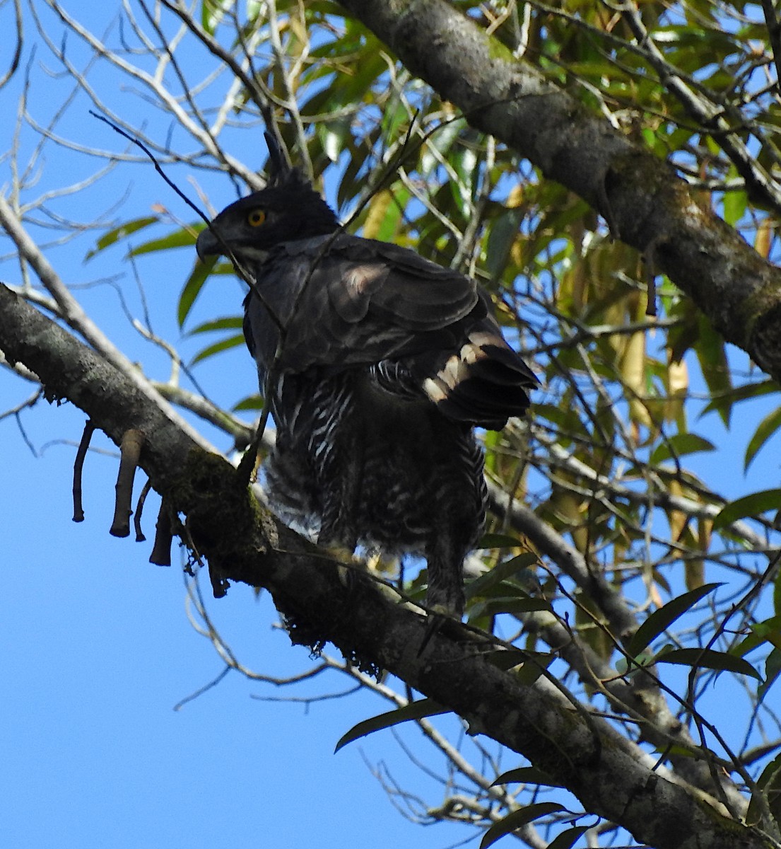 Blyth's Hawk-Eagle - Niel Bruce