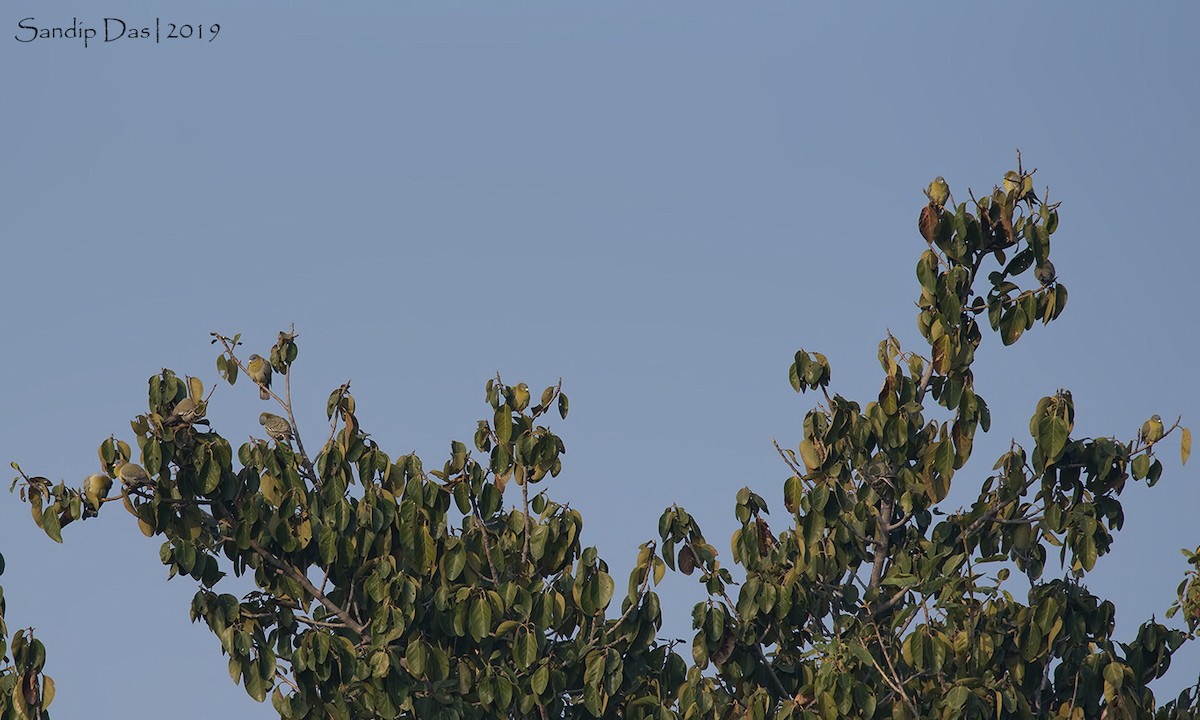 Yellow-footed Green-Pigeon - Sandip Das