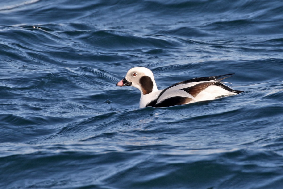 Long-tailed Duck - ML138291311