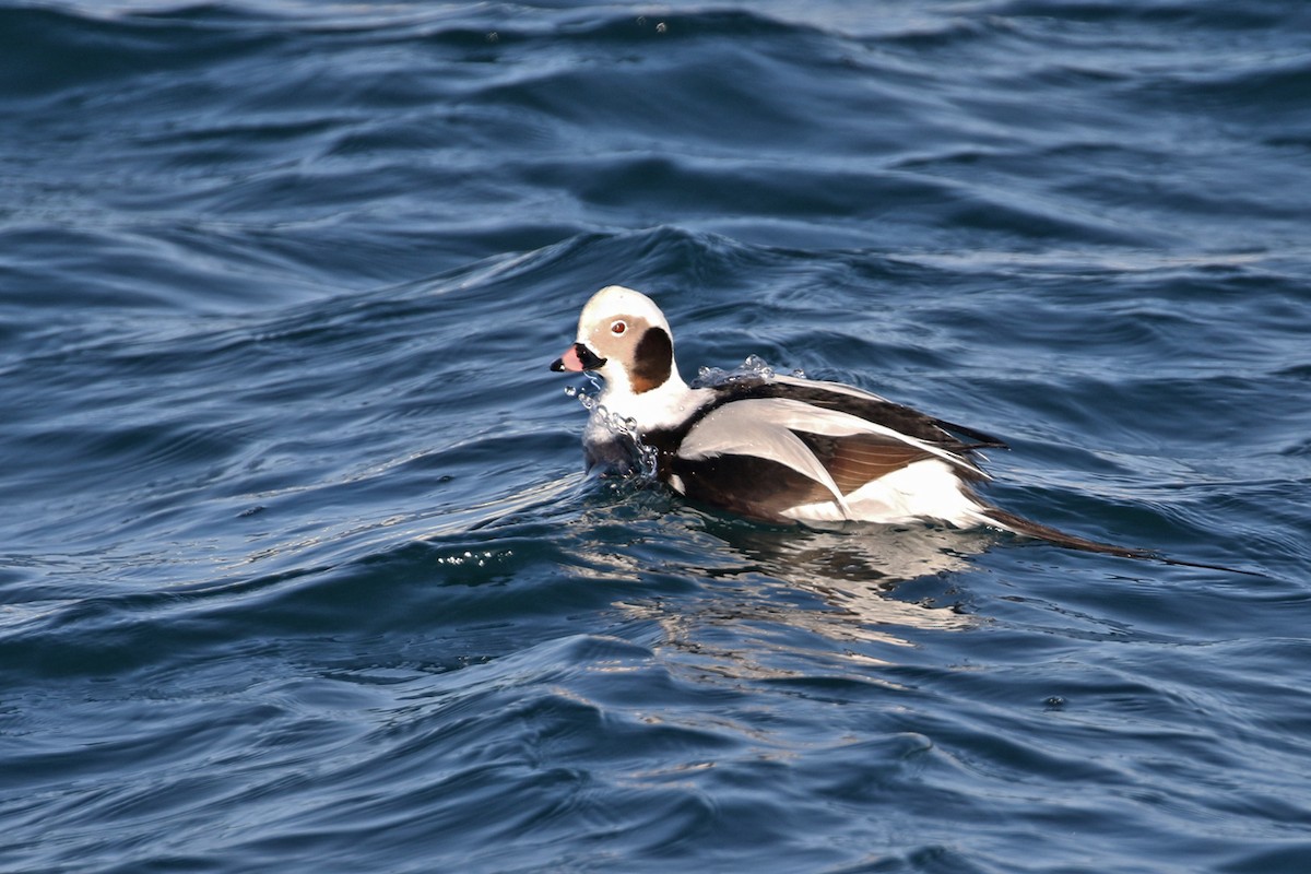 Long-tailed Duck - ML138291321
