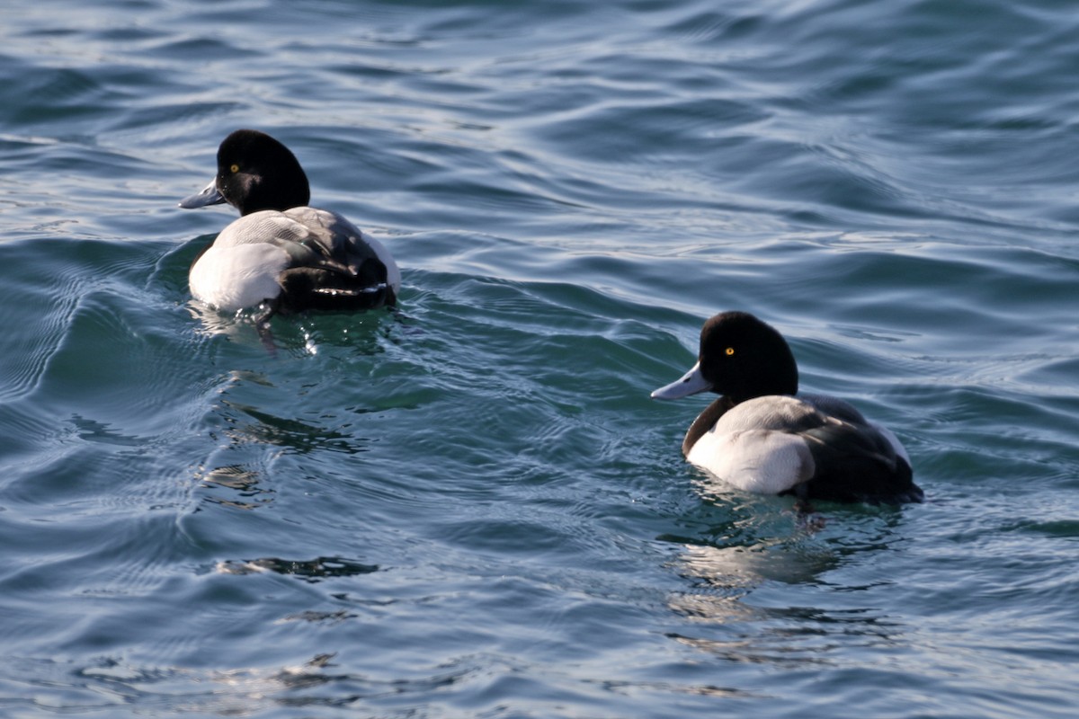 Greater Scaup - ML138291471