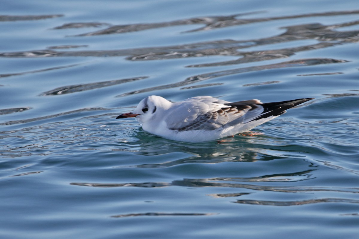 Mouette rieuse - ML138291531