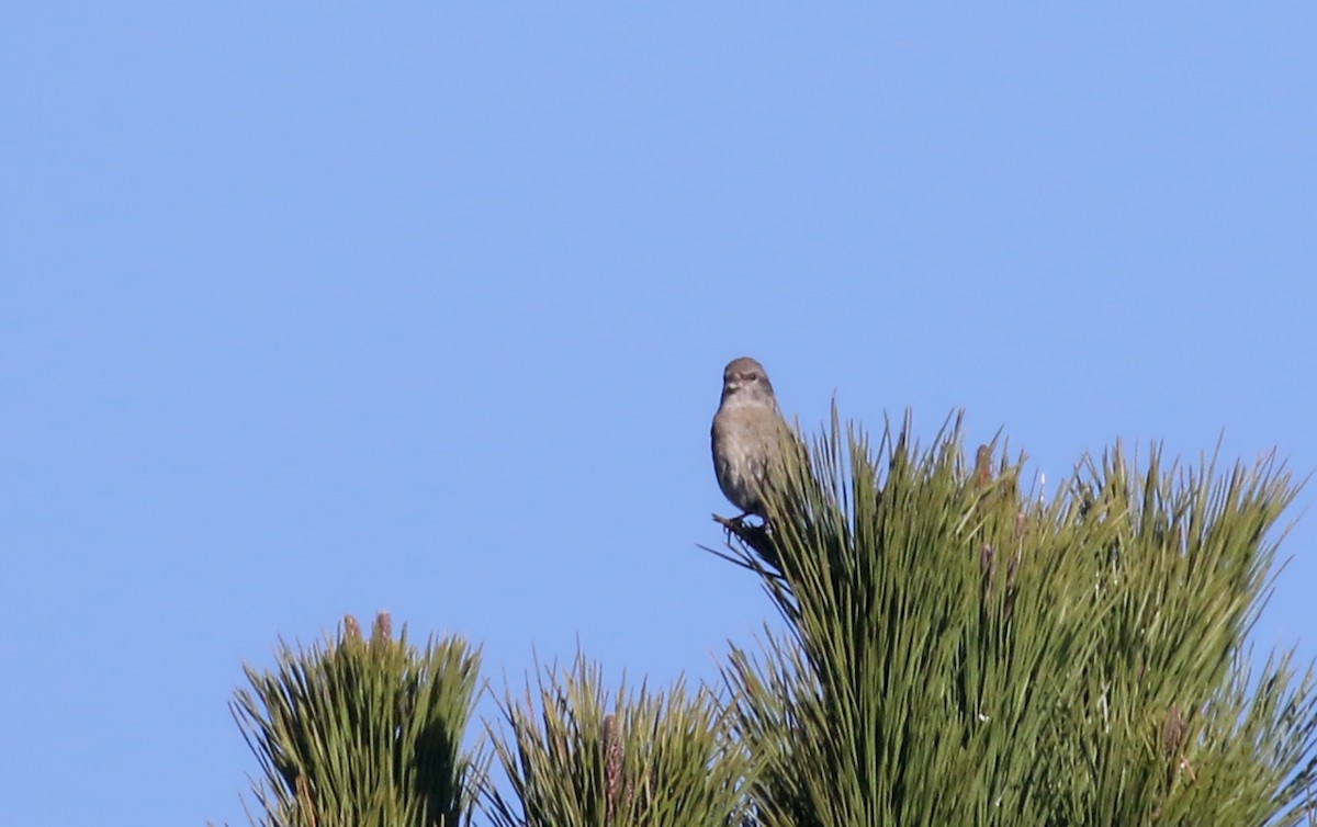 Red Crossbill (North African) - ML138292821