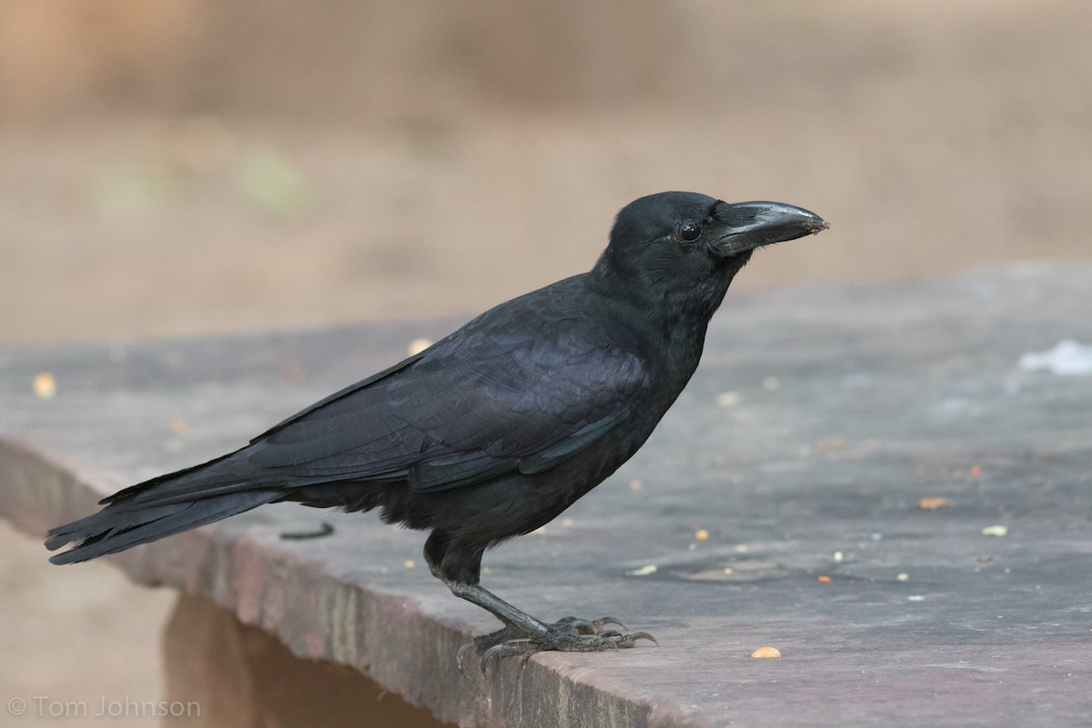 Large-billed Crow - Tom Johnson