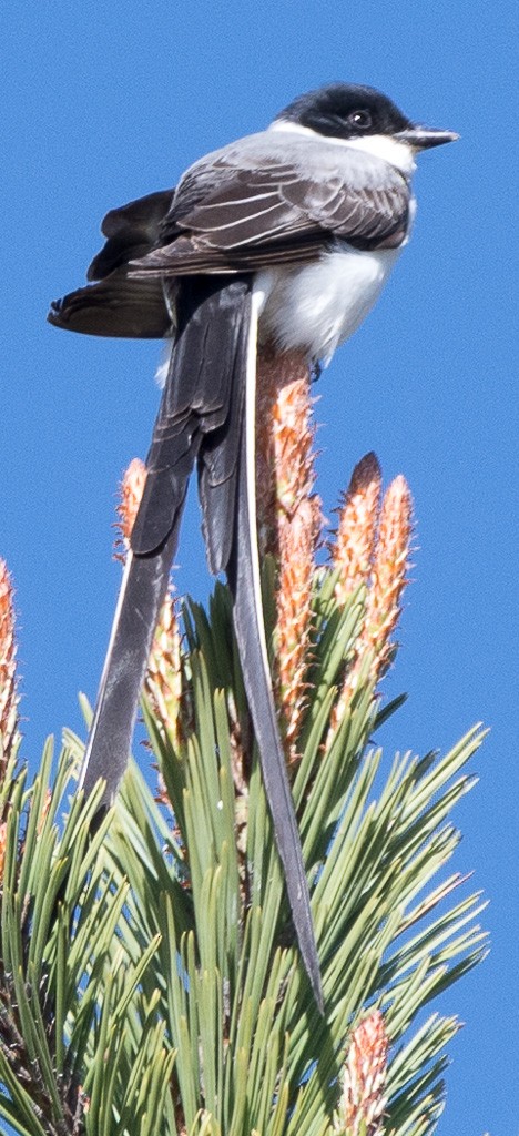 Fork-tailed Flycatcher - ML138294901