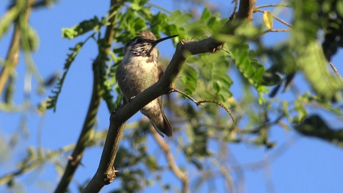 Costa's Hummingbird - ML138296941