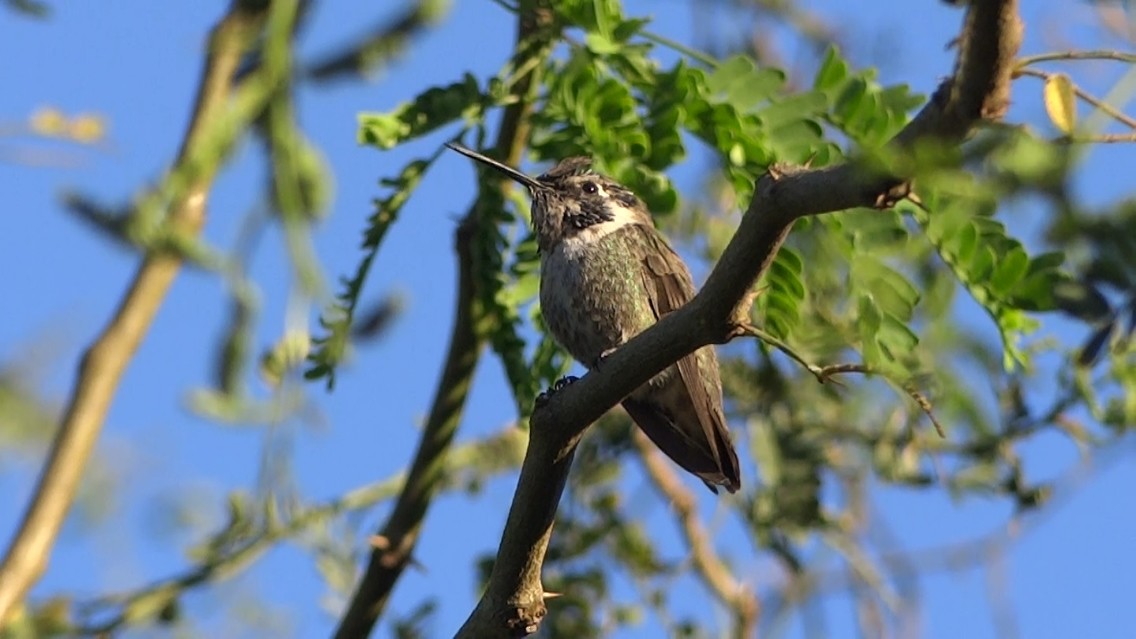 Costa's Hummingbird - ML138296951