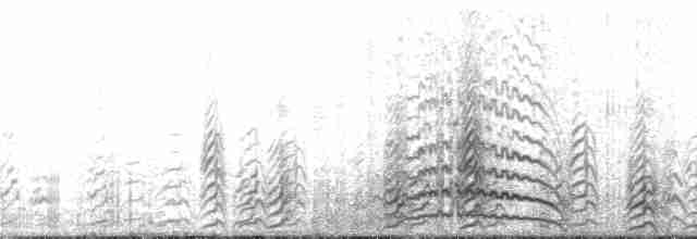 Amerikascherenschnabel (cinerascens) - ML138297