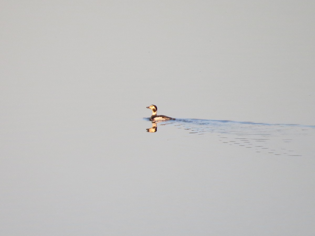 Long-tailed Duck - Eddie Owens