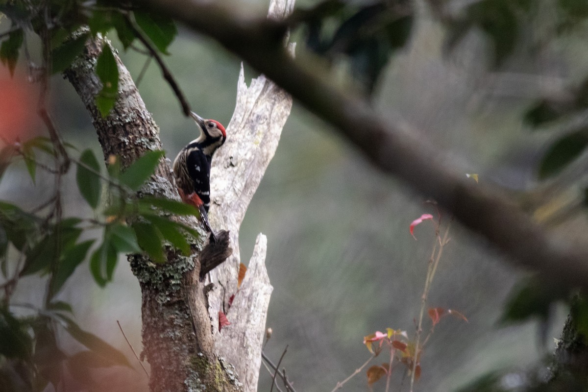 White-backed Woodpecker (White-backed) - Iain Robson