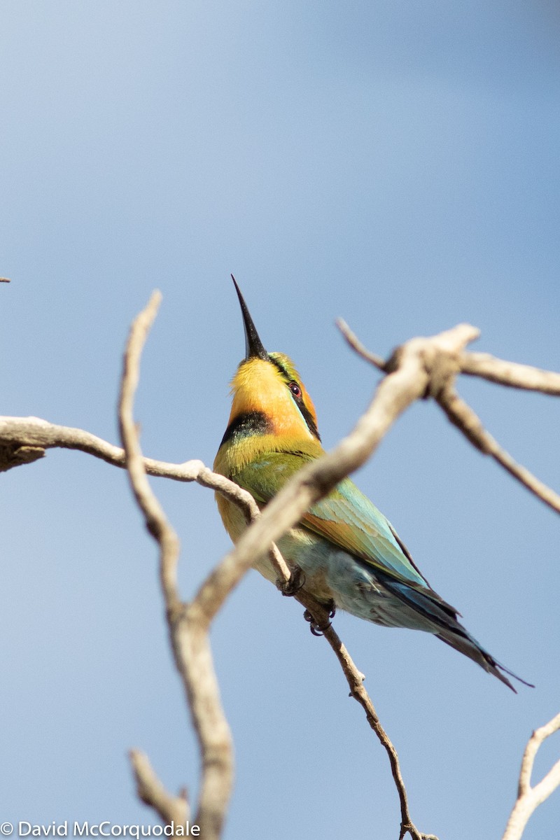 Rainbow Bee-eater - David McCorquodale