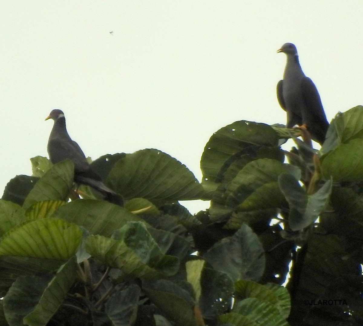 Band-tailed Pigeon - Jorge La Rotta