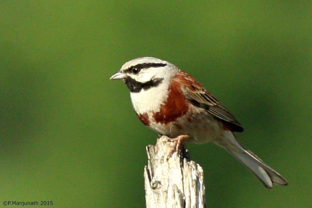 White-capped Bunting - ML138303141