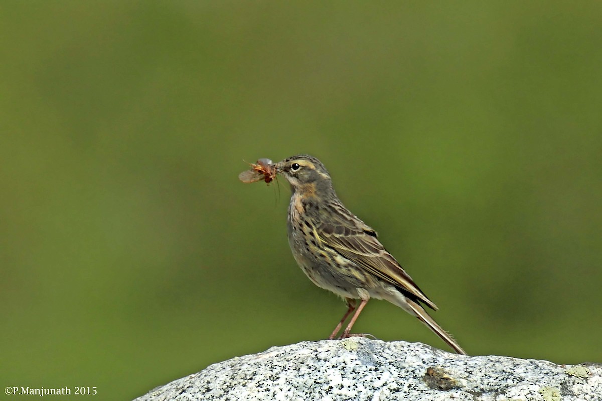 Rosy Pipit - ML138305911