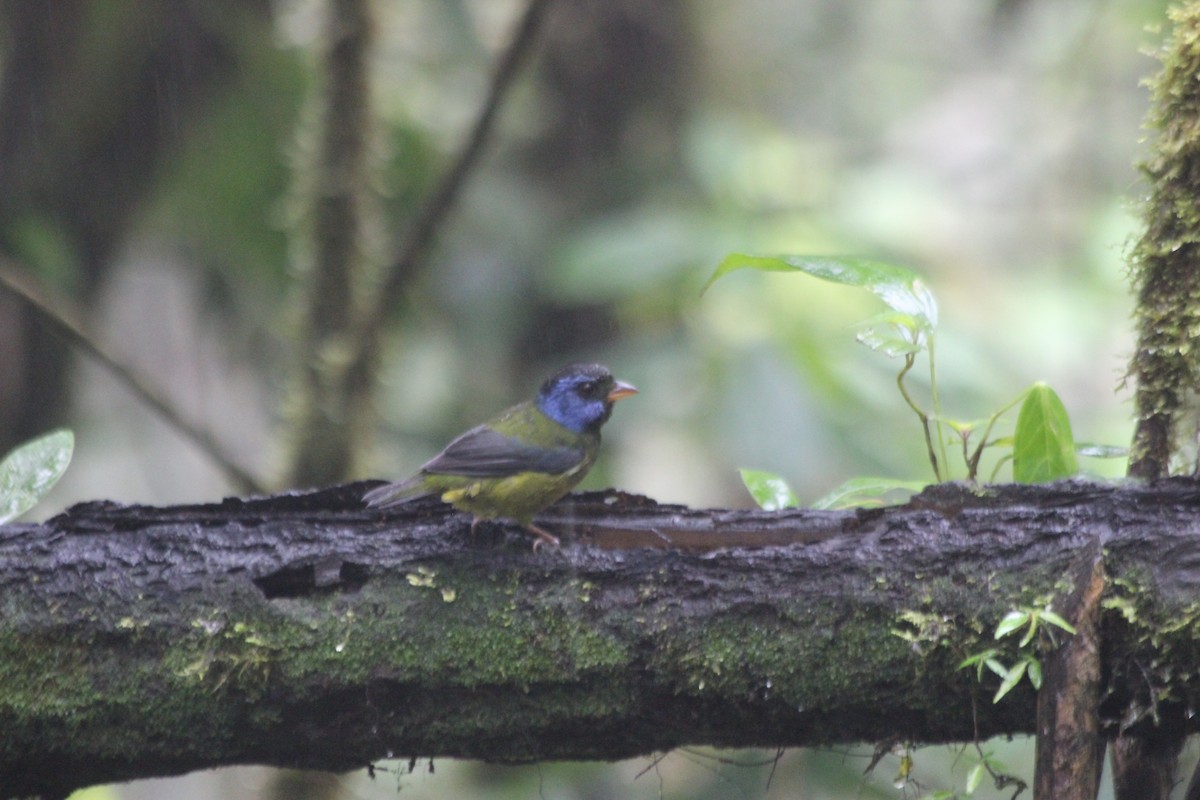 Moss-backed Tanager - ML138307051