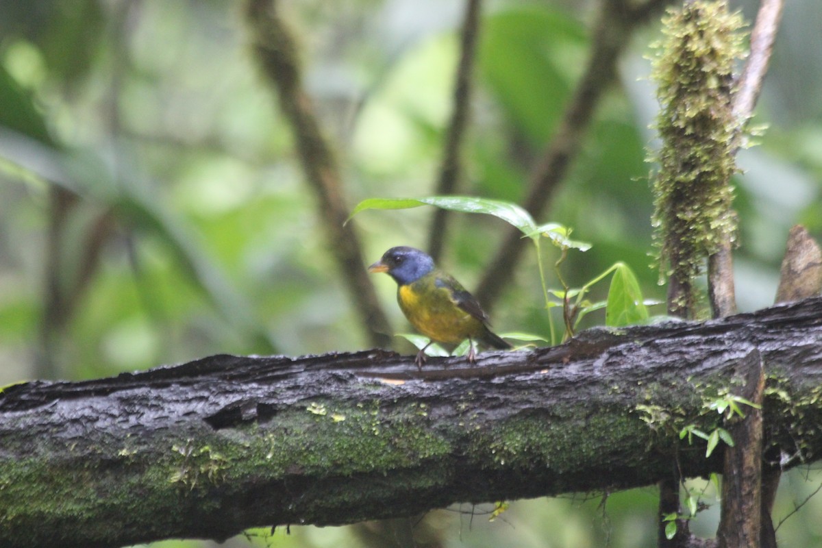 Moss-backed Tanager - ML138307061