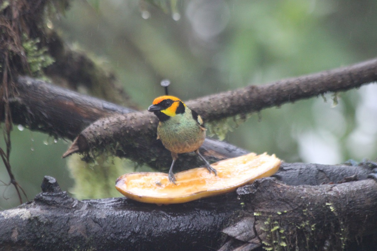 Flame-faced Tanager - ML138307381