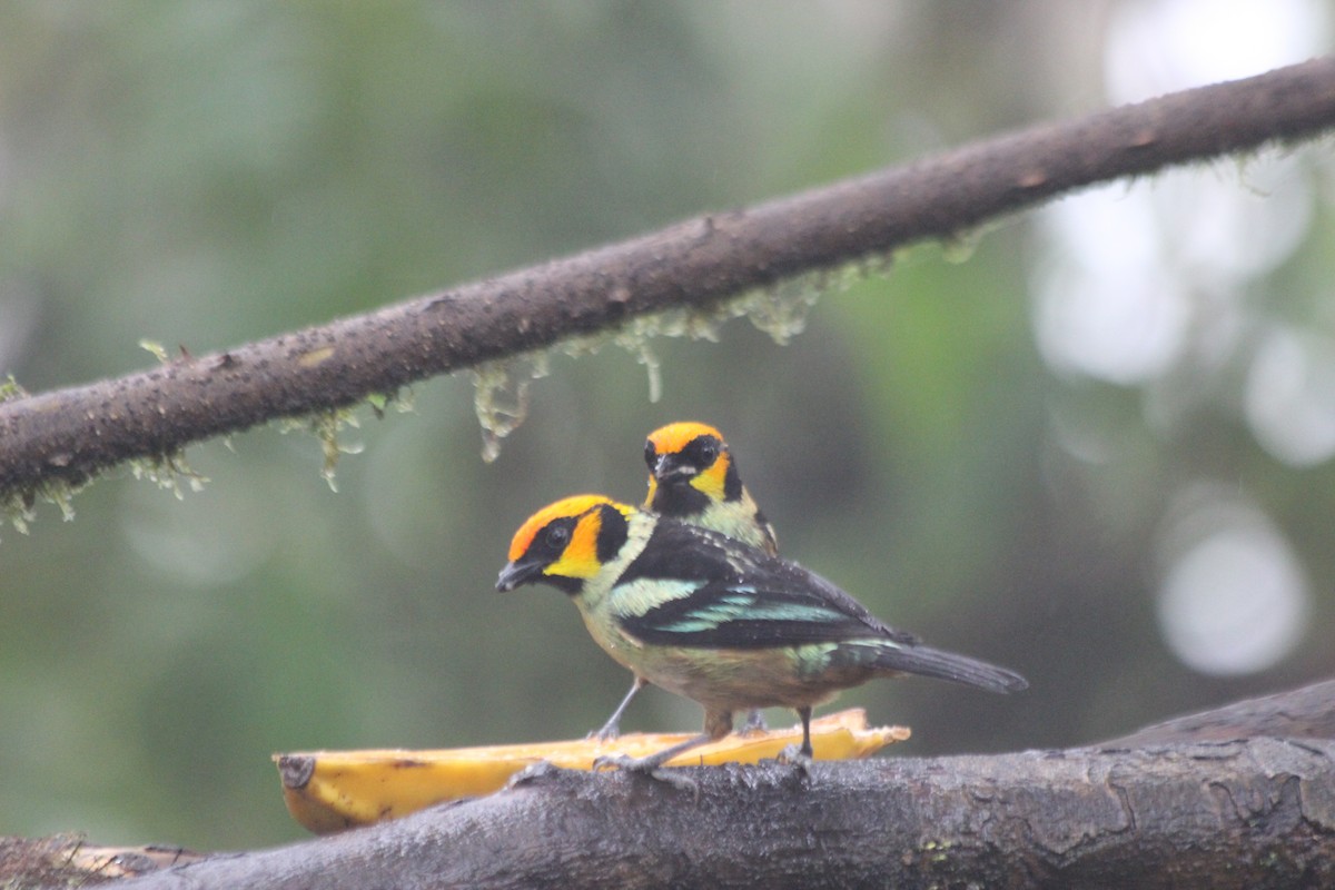 Flame-faced Tanager - ML138307401